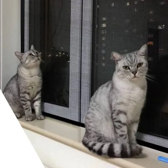 Antalya Kedi Teli ve Güvenlikli Sineklik Sistemleri